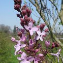 Syringa x hyacinthiflora fleur